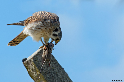 HALCONCITO COMÚN (Falco sparverius) - (Hembra) Faro de Punta Carretas - MONTEVIDEO (Abril 2022)